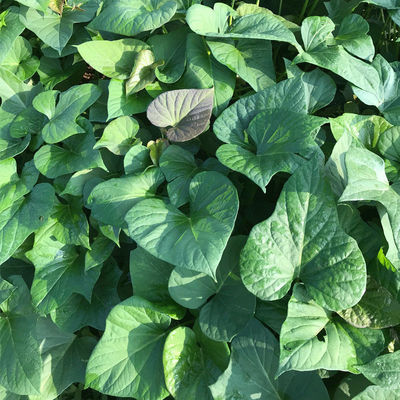 食叶型红薯叶地瓜叶红苕尖专吃叶子山芋苗番薯叶新鲜蔬菜地瓜叶