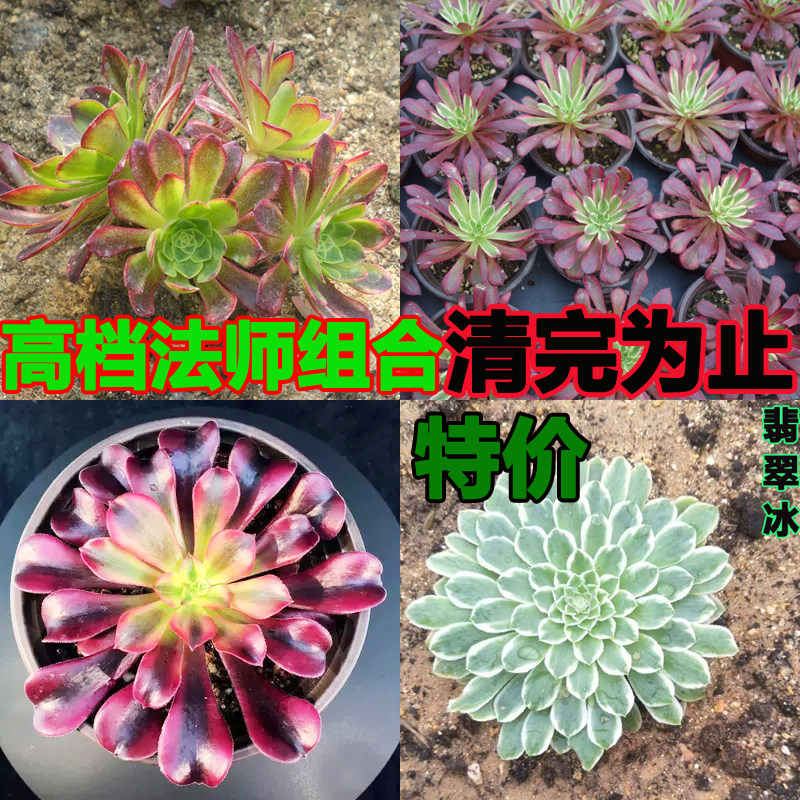 贵货多肉植物红覆轮锦 翡翠冰 嘉年华 法师三仙 多肉法师组合包邮