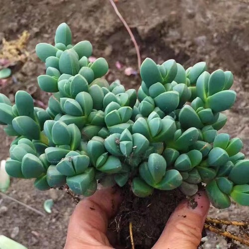 多肉植物物鹿角海棠山地玫瑰老桩