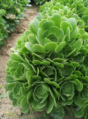 多肉植物老桩绿发师树状绿羊绒