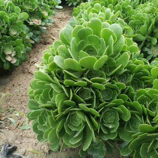 多肉植物老桩绿发师紫羊绒黑法师大颗树状老桩多肉绿羊绒防辐射