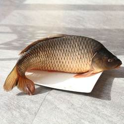 黑龙江抚远鲤鱼淡水鱼整鱼鲜鱼速冻