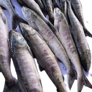 新鲜速冻大马哈鱼乌苏里江东极抚远特产整条黑龙江特产淡水鱼
