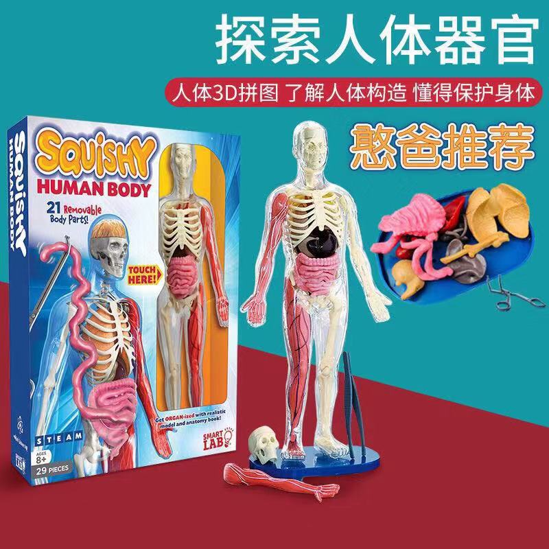 美国探索模型教具人体器官