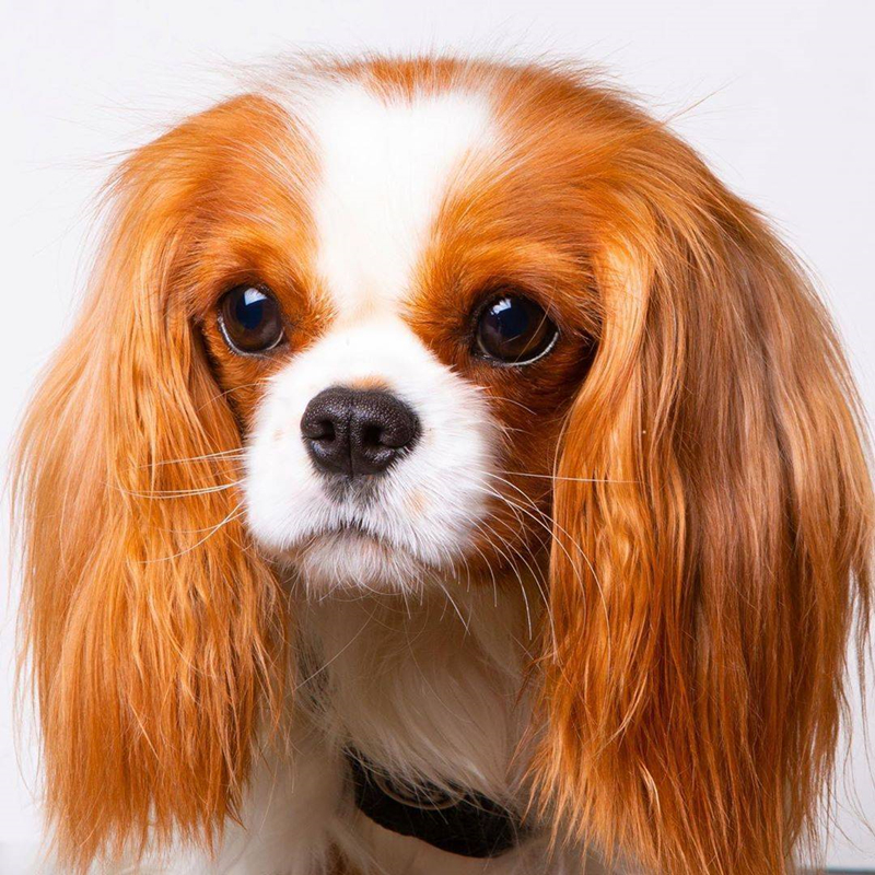 赛级查理王幼犬骑士查理王小猎犬2月齡幼犬查理王实体销售保障