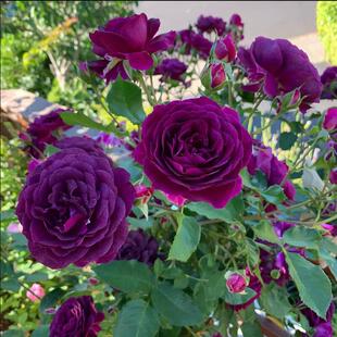 海潮之声月季花苗阳台盆栽欧月灌木庭院绿植暗红色玫瑰多季花浓香