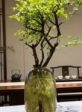 小叶女贞花瓶摆件客厅插花玻璃马醉木大肚高级感透明水培吊钟水培