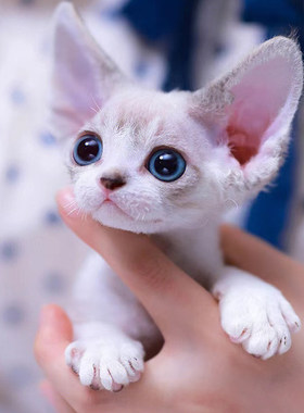 德文卷毛猫幼猫纯种血统宠物猫咪活体不掉毛高智商赛级德文猫崽