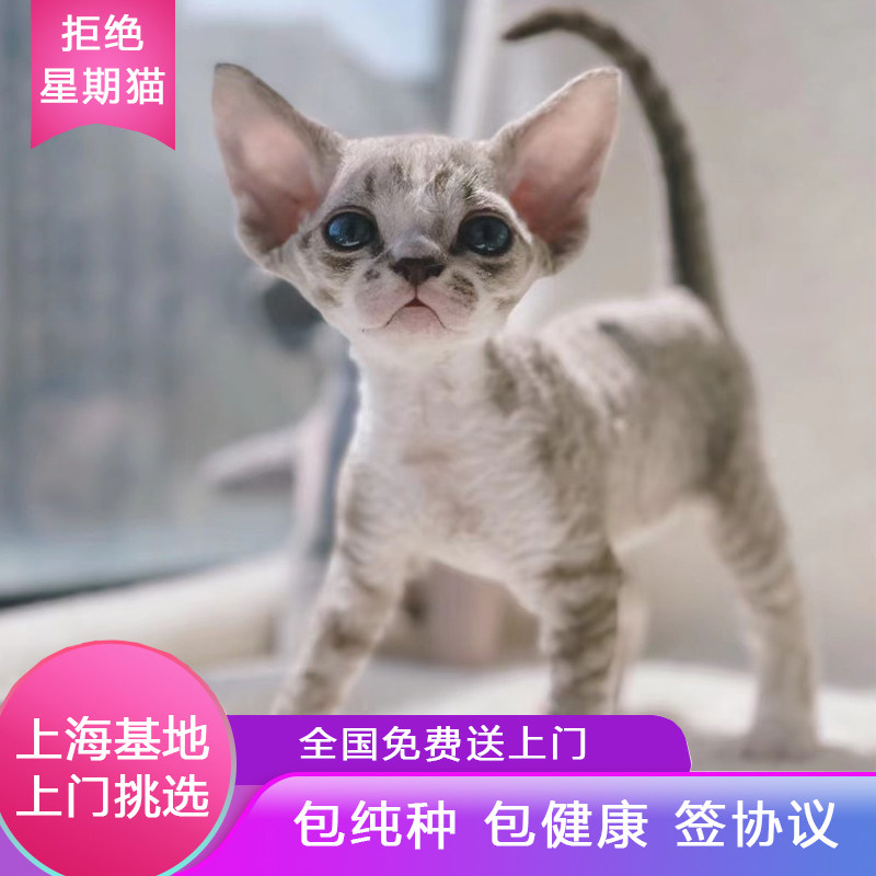 德文卷毛猫 幼猫蓝眼 宠物猫咪猫咪