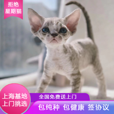 德文卷毛猫 幼猫蓝眼 宠物猫咪不掉毛活体高智商赛级三花虎斑山猫