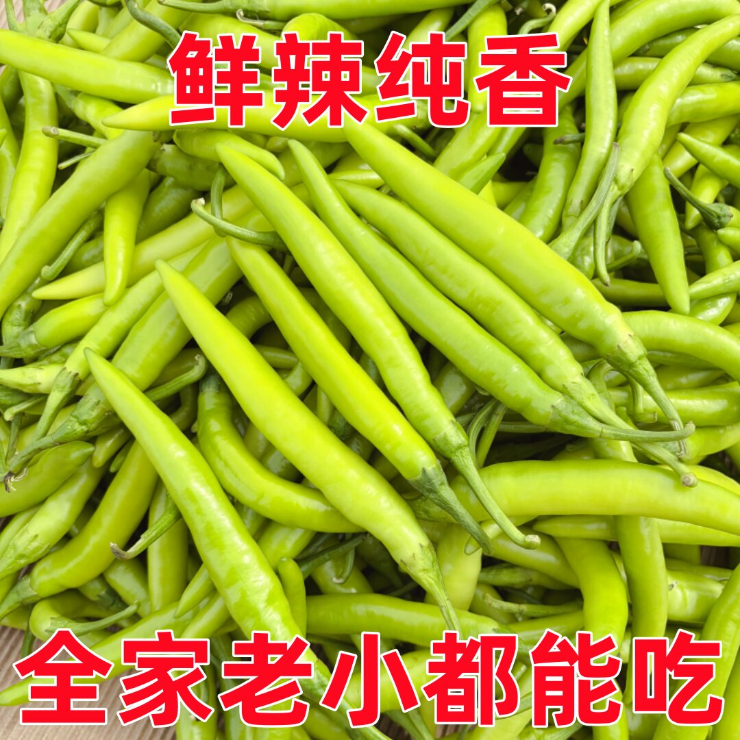 现摘现发新鲜杭椒农家自种短粗小青微辣中辣杭椒辣椒新鲜