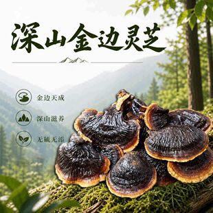 西藏野生紫灵芝金边灵芝干货正品灵芝粉赤芝煮茶泡酒买两斤送半斤