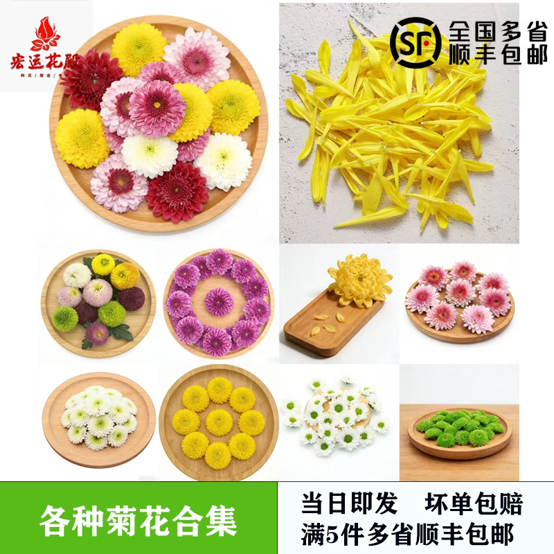 各种菊花合集摆盘装饰菊花