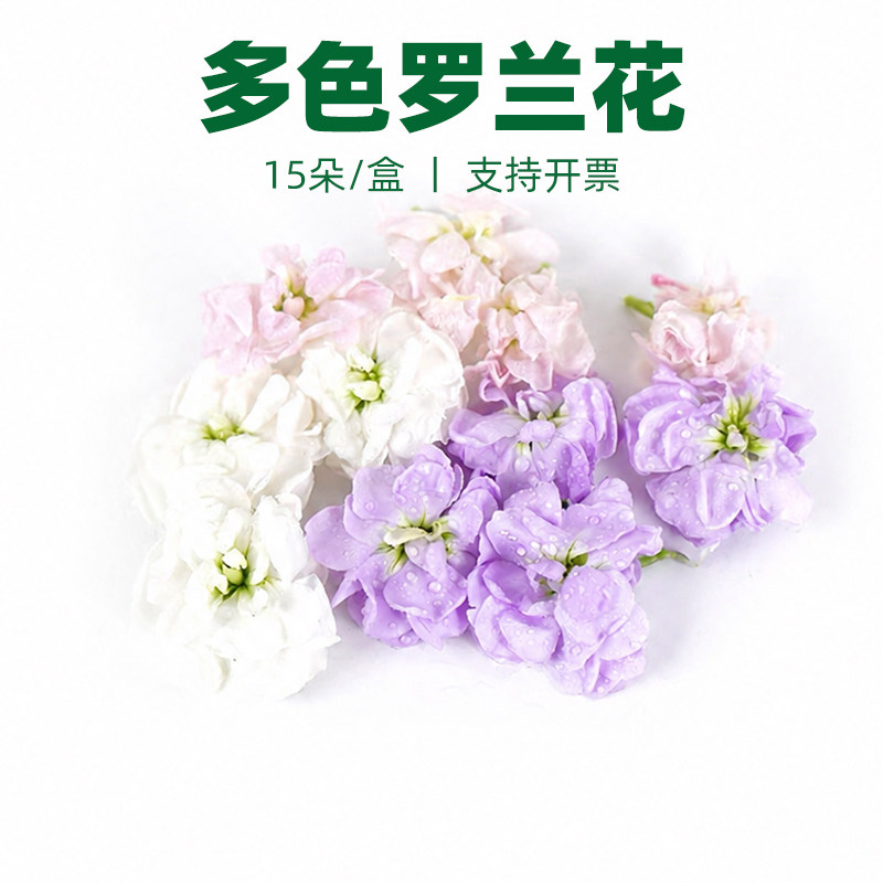 新鲜多色罗兰花紫粉白色 酒店宴会西餐摆盘蛋糕烘焙装饰冷艺花草