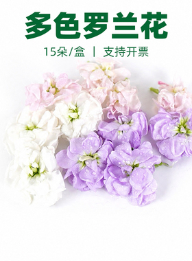 新鲜多色罗兰花紫粉白色 酒店宴会西餐摆盘蛋糕烘焙装饰冷艺花草