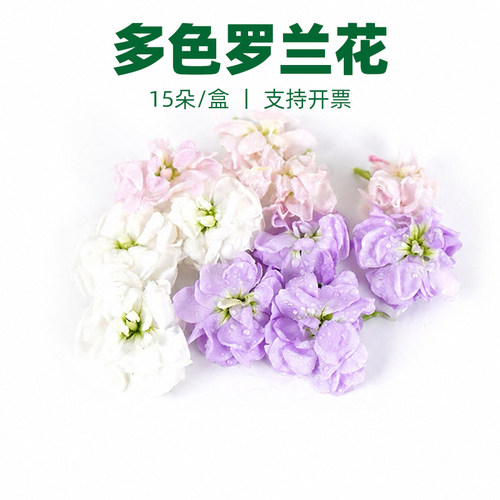 新鲜多色罗兰花紫粉白色 酒店宴会西餐摆盘蛋糕烘焙装饰冷艺花草