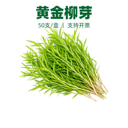 新鲜黄金柳芽嫩芽酒店西餐日料烘焙调酒蛋糕摆盘装饰花草点缀叶子