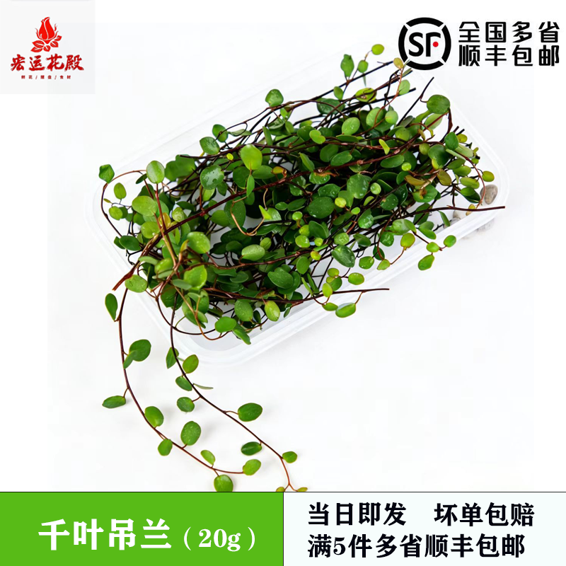 千叶吊兰西餐酒楼摆盘装饰花草蛋糕饮品甜品点缀长寿藤吊兰叶子,水产肉类/新鲜蔬果/熟食,食用花卉/玫瑰花/洋槐花/桂花,淘宝优惠券,粉丝福利购,淘宝优惠卷