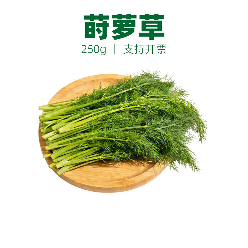 莳萝草泰国香料Dill刁草土茴香