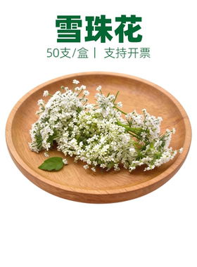 新鲜雪珠花 蕾丝花 白色小花酒店西餐日料摆盘冷菜蛋糕点缀装饰