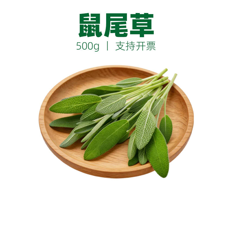 鼠尾草西餐香料南丹参Sage