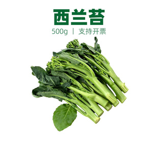 新鲜蔬菜菜苔西兰苔青花苔西蓝苔迷你小西兰花苔青花菜约500克