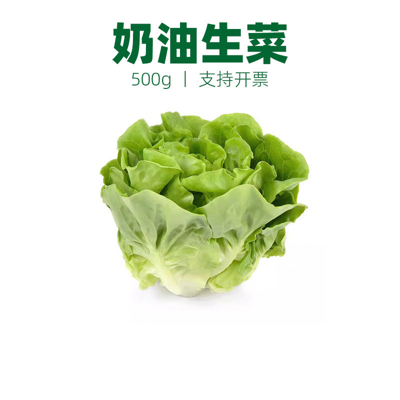 奶油生菜即食波士顿生菜蔬菜沙拉