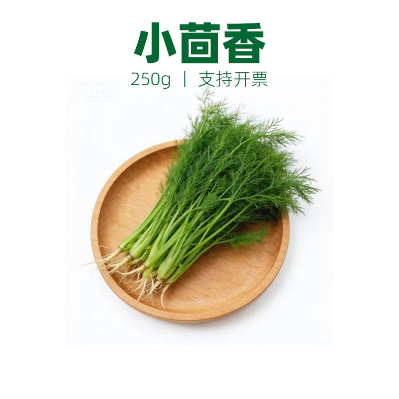 小茴香茴香苗茴香叶香料