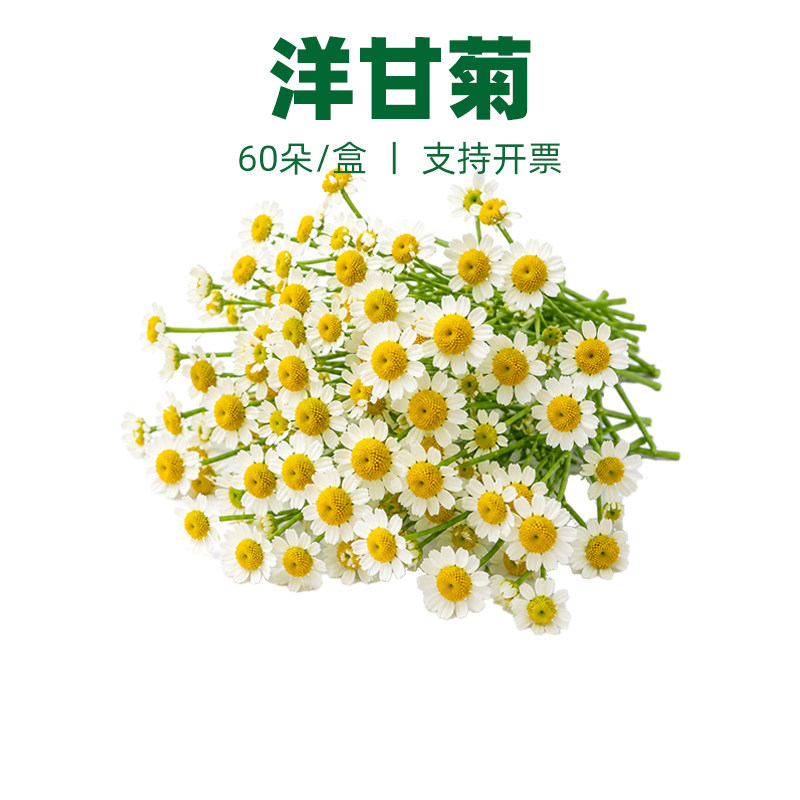 洋甘菊小白菊摆盘装饰花草