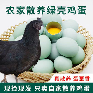 新鲜散养绿壳乌鸡蛋40枚农家土鸡蛋绿壳蛋青壳笨鸡蛋破损包赔