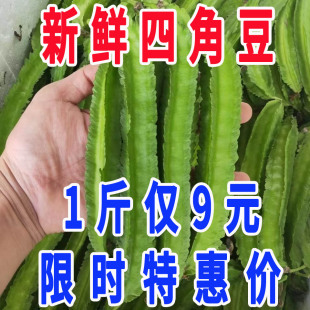 杨桃龙豆绿心当季 特产皇帝豆蔬菜整箱 包邮 海南四棱豆四角豆新鲜
