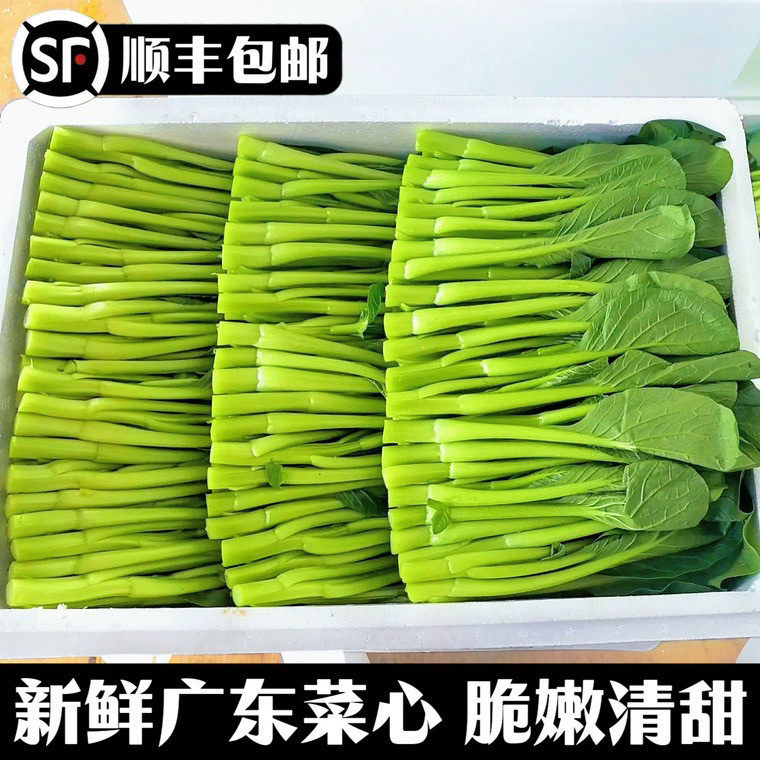 新鲜广东菜心顺丰冷链包邮