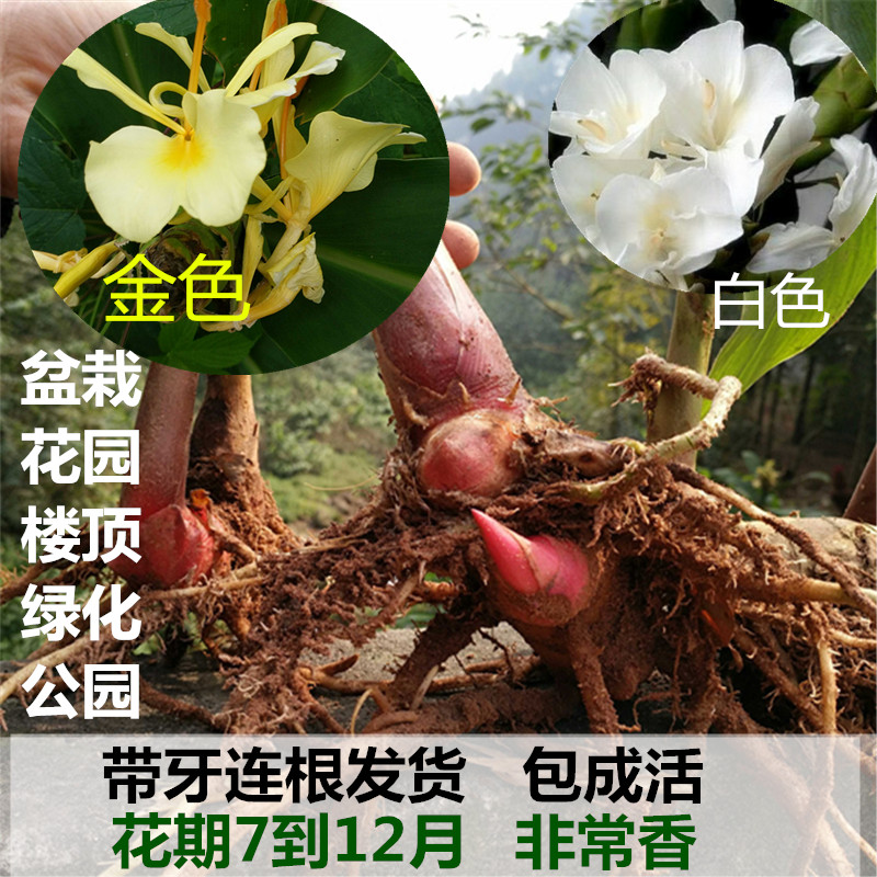 良种野姜花苗姜花种头野姜花蝴蝶百合花盆栽地栽花园绿化楼顶包活