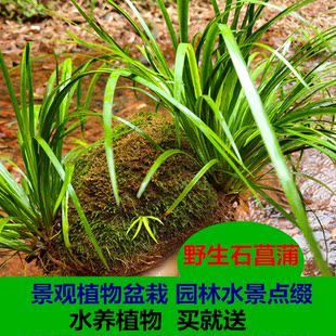 水培石菖蒲水生盆景鱼龟缸造景水养花草过滤盆栽安神绿植四季常青