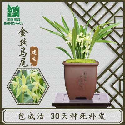 建兰金丝马尾花期6月-11月浓香型