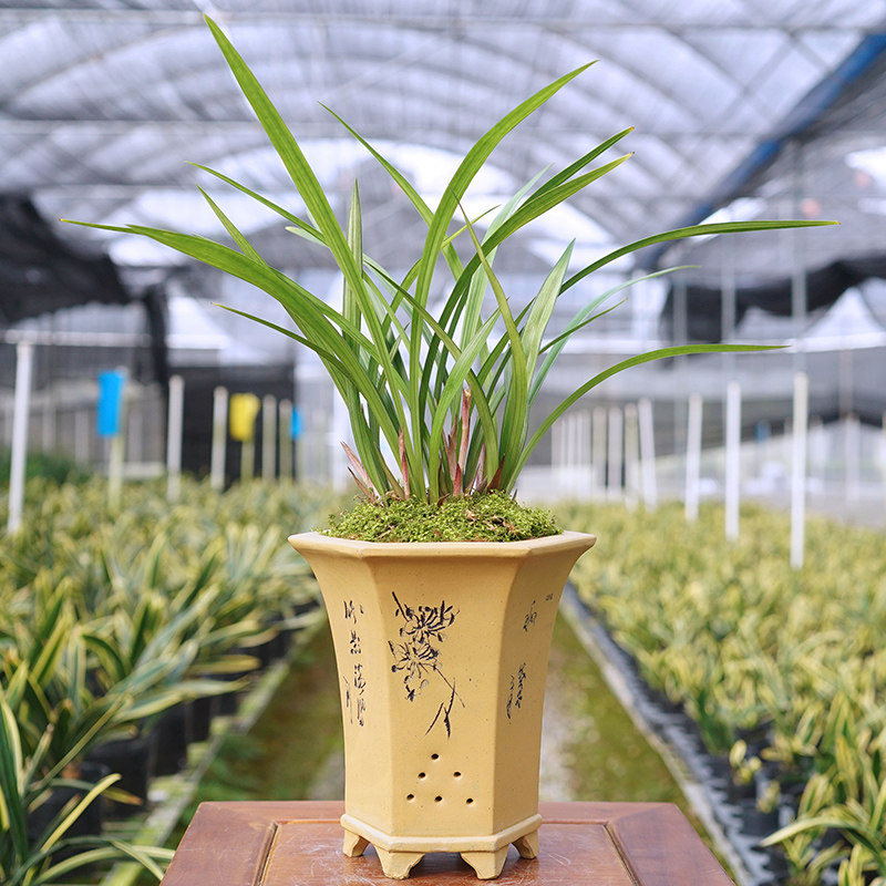 建兰【胭脂红】(花期夏秋两季)新手好养花艺双全阳台室内