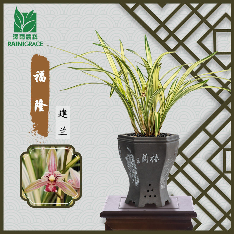 建兰【福隆】丝稿中透艺草高端铭品兰花室内客厅阳台展品花卉绿植