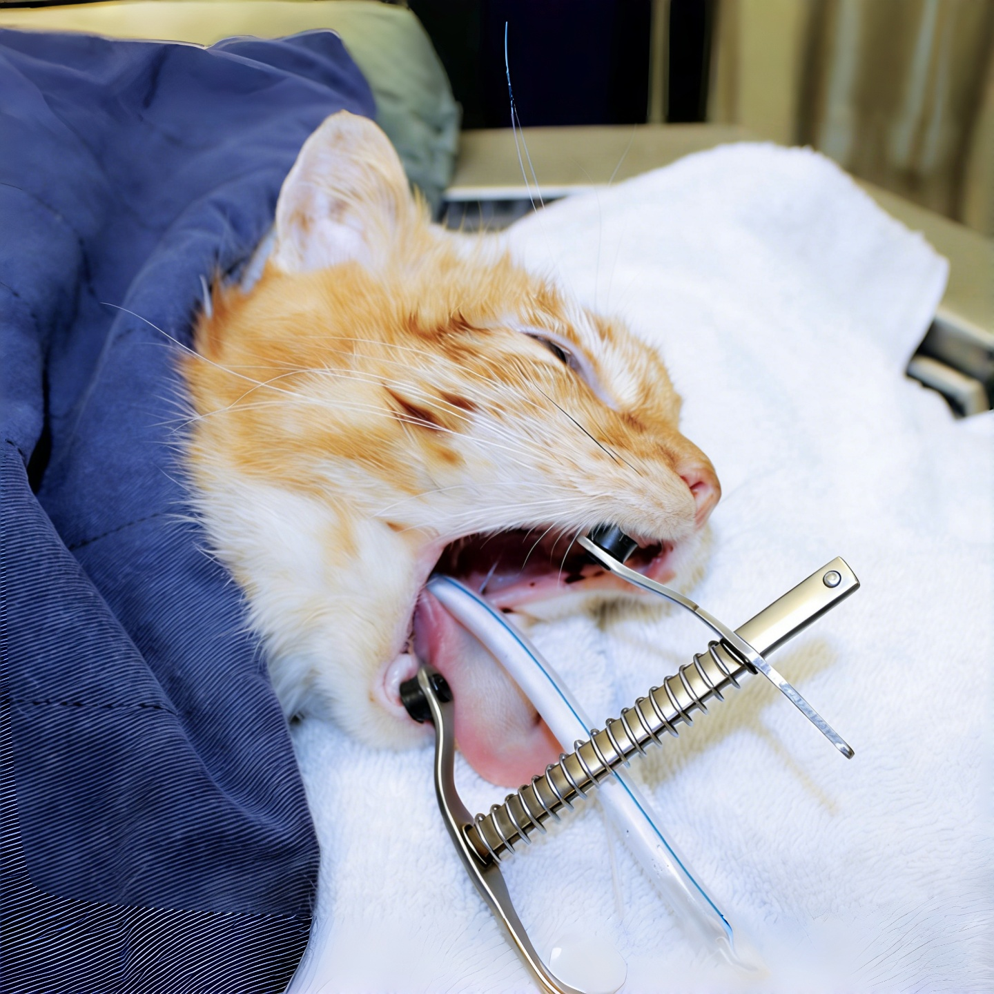 带弹簧猫兔口腔撑开器小动物开口器犬猫兔通用牙科检查手术扩张器