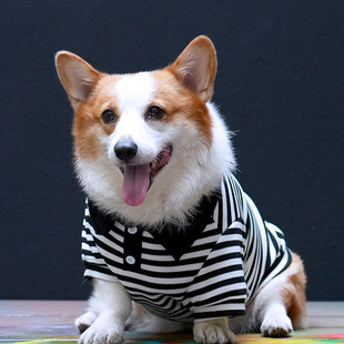 Tiger 衣服 dog春秋冬柯基柴犬边牧中型犬狗条纹卫衣泰迪POLO衫