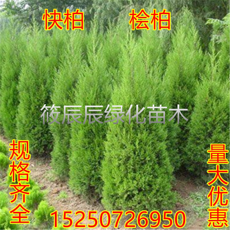 桧柏苗塔柏苗刺柏四季常青观赏风景行道树苗绿篱绿化墓地松四季青
