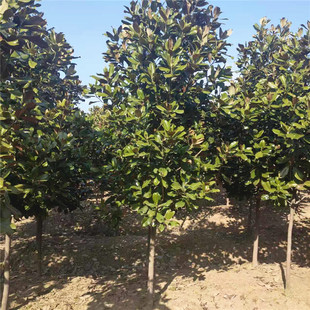 绿化苗木广玉兰花树苗四季常青广玉兰树苗荷花玉兰小苗庭院地栽