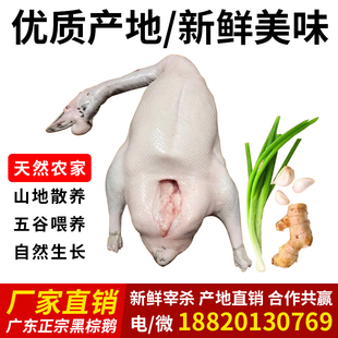 广东正宗清远黑棕鹅马岗鹅草鹅新鲜速冻乌棕鹅棚鹅酒店烧鹅好食材