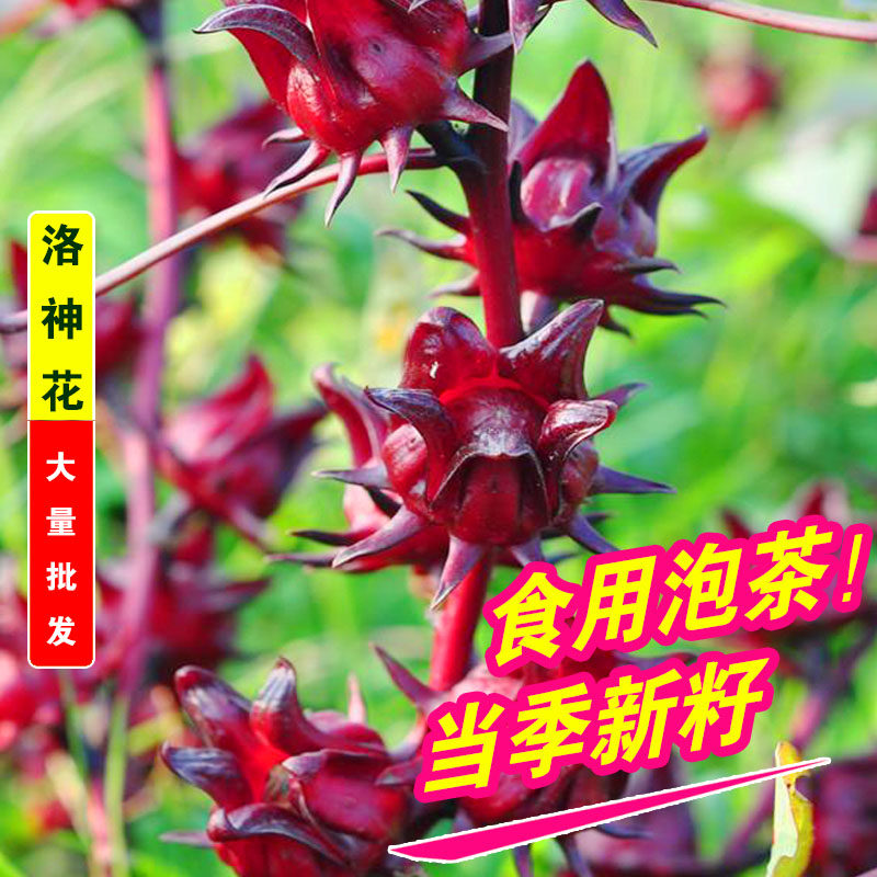 洛神花种子玫瑰茄种籽红桃K食用花茶种阳台花园室内外花种籽庭院
