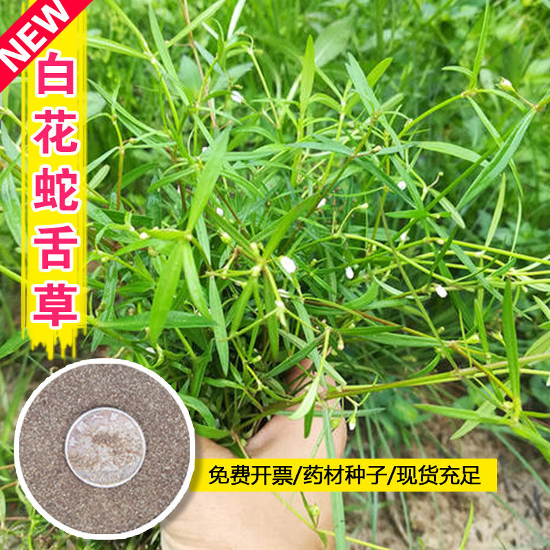 百花白花蛇舌草种子药材种籽四季种植春秋易活半枝莲野生蛇舌癀籽