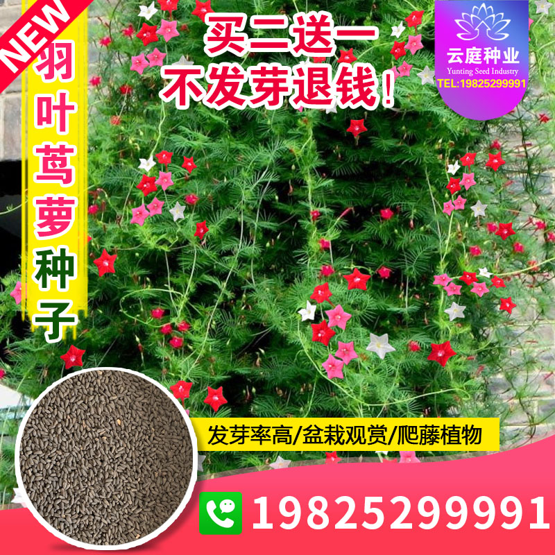 羽叶茑萝种子五角星花茑萝松种籽五星花庭院栅栏攀爬植物室外阳台