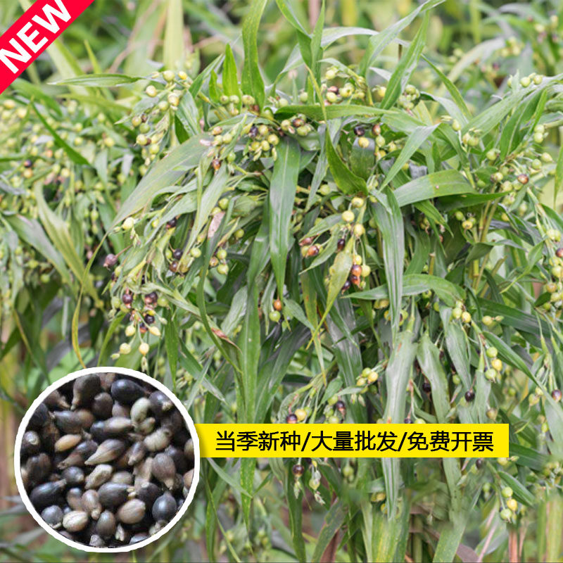 薏米种子四季种植香甜软糯食用薏苡仁可搭配枸杞山药小粒薏米种籽