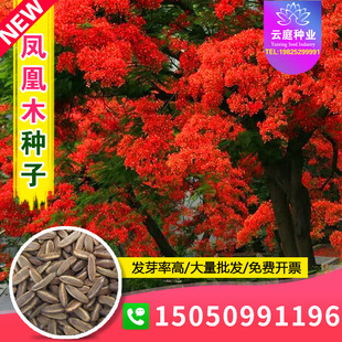 凤凰木种子红花楹种籽蓝花楹火树金凤花园林绿化别墅庭院林木种孑