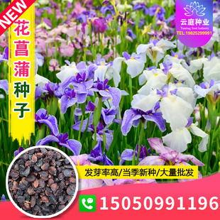 花菖蒲种子黄菖蒲种籽水生蓝花鸢尾蝴蝶兰玉蝉花常绿花卉种孑耐涝