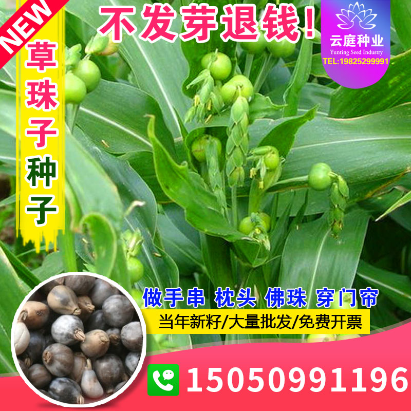 草珠子种子野生圆形薏苡草佛珠子