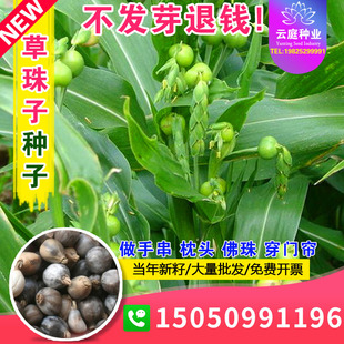 草珠子种子野生圆形薏苡草菩提薏珠子玩耍散珠手串手链门帘佛珠子